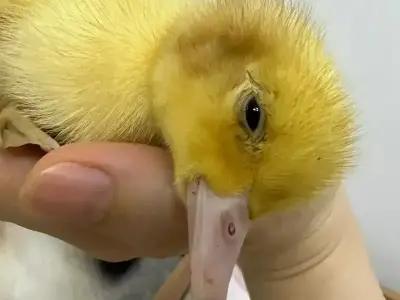 Đau ở đây này meme Hình ảnh vui nhộn khiến dân mạng bật cười