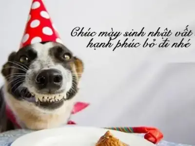 Khám phá meme hạnh phúc gây bão cộng đồng mạng 2025