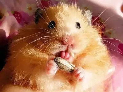 Khám phá bộ sưu tập meme lêu lêu cực hài hước mới nhất