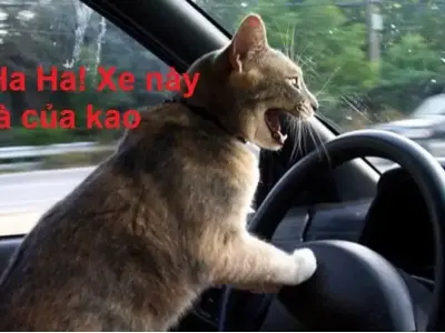 Khám phá meme mặt cười gây bão cộng đồng mạng 2025