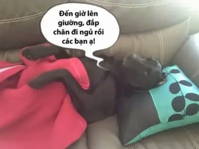Bùng nổ xu hướng meme ngủ gật khiến cộng đồng cười nghiêng