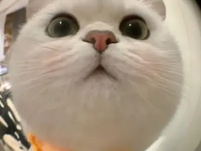 Khám phá ảnh meme vô tri hài hước khiến dân mạng cười