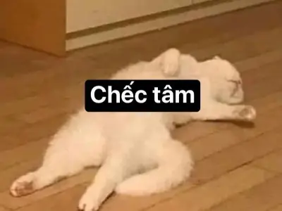 Cười té ghế với loạt meme xỉu cực kỳ vui nhộn hôm nay