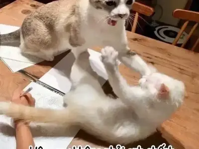 Meme mèo đánh nhau- Hình ảnh hài hước khiến dân mạng cười