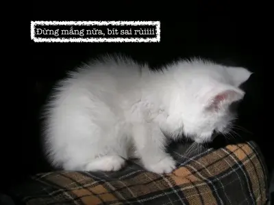 Tổng hợp các mẫu meme xin lỗi hài hước và đáng yêu nhất