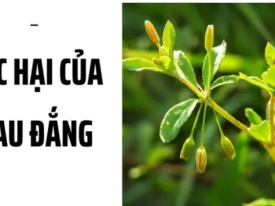 Tác hại của rau đắng khi bạn ăn thường xuyên mỗi ngày