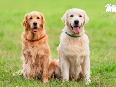 Bí quyết nhận biết chó golden thuần chuẩn xác nhất năm 2026