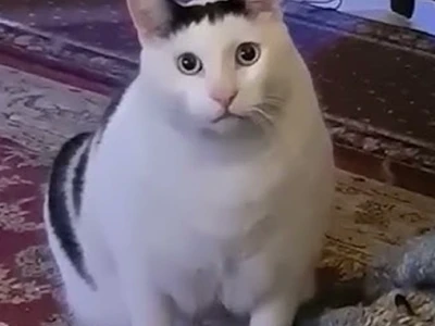 Khám phá "Huh Meme": Nguồn gốc, Sự lan tỏa và Cách sử dụng hiệu quả