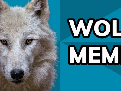 Khám phá thế giới Wolf Meme: Từ Alpha đến những khoảnh khắc hài hước