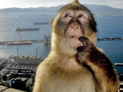 Nguồn gốc và Ý nghĩa của Meme 'Con Khỉ Suy Tư'