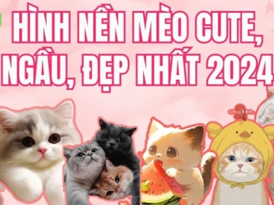 Tổng hợp meme mèo cute làm tan chảy trái tim bạn trong năm 2026