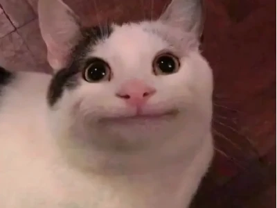 Top 750+ Avatar Meme Mèo Bựa Hài Hước Nhất 2026